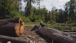 Mulching Services in Cortland West, NY