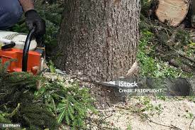 Best Palm Tree Trimming  in Cortland West, NY