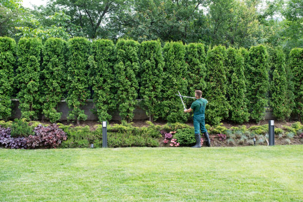 Trusted Cortland West, NY Tree Removal Experts
