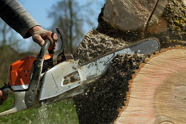 How Our Tree Care Process Works  in  Cortland West, NY