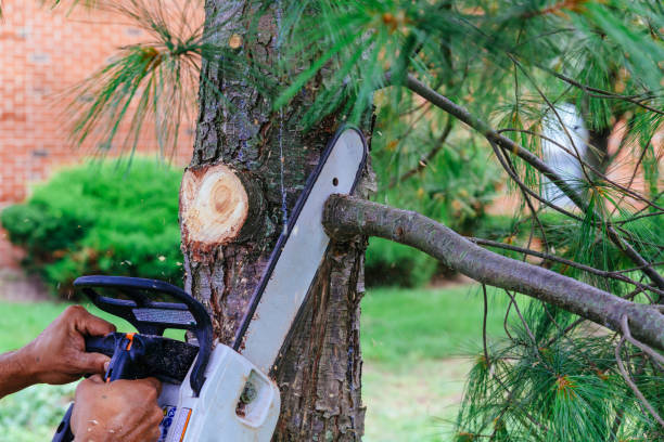 Best Emergency Tree Removal  in Cortland West, NY